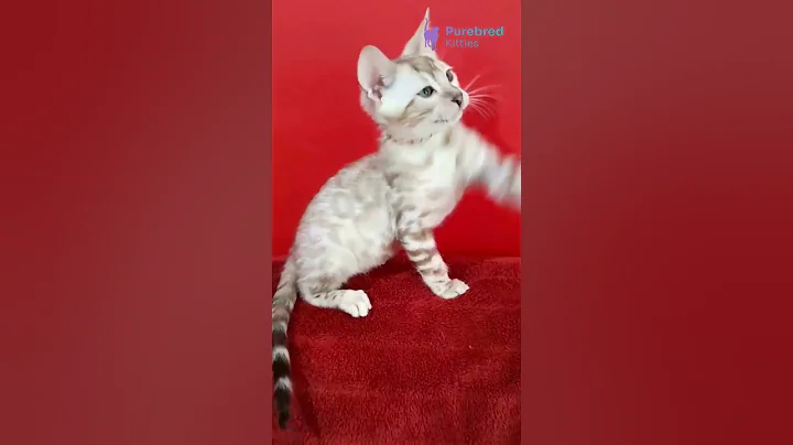 Watch the video about Meet Persej 🐆 Exotic Bengal Kitten with Aquamarine Eyes & Giant Rosettes! 💎 #kitten #cat #cutecat