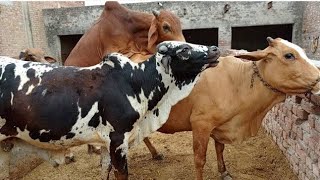 Bulls Breedar Cow Meeting Cow Meetup Animals Meeting