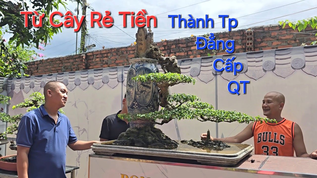 BIẾN cây 2.5 triệu TP Bonsai ĐẲNG CẤP QUỐC TẾ của Bonsai Mạnh Hùng * CHIÊM NGƯỠNG ĐÃ MẮT * .