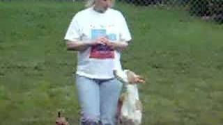 Ibizan Hound doing obedience