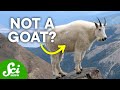 7 Animals That Aren't What We Call Them