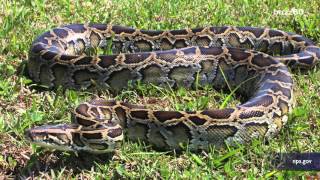 Snakes at a flea market, customer finds 8-foot Burmese python hidden in clothes