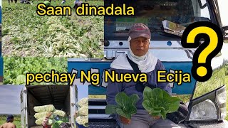 120K pakyaw Ng pechay,Saan kaya ibiniyahe,?Saan ang dalahan Ng pechay Ng Nueva Ecija??