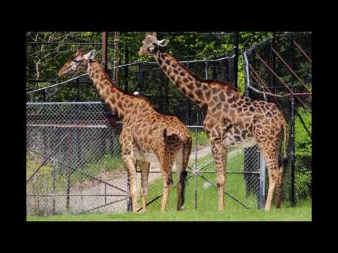 Toronto Canada 2017   Visit Toronto 2017