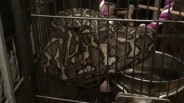 Python Trapped After Eating Cage Full of Budgies || ViralHog