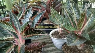 Harga Aglonema Red Sumatera hari ini | Aglonema Pride of Sumatra