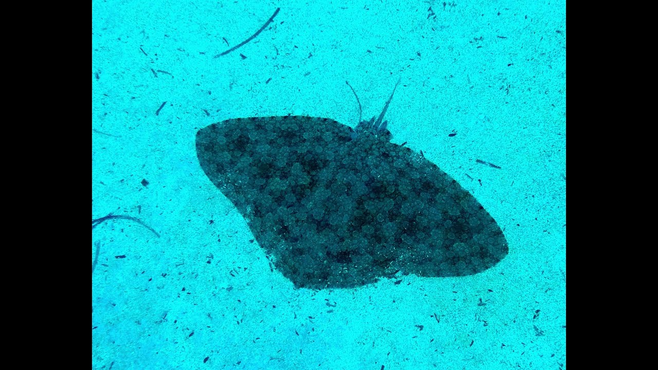 Spiny Butterfly Ray (Gymnura altavela) in north Ionian Sea, Greece.