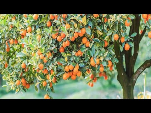 VLOG 06: Planted FRUIT TREES - Persimmon & Pear