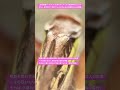 【昆虫衝撃アーカイブ】日本のキリギリスの鳴き声はなんだか切ない。夏の終わりを告げる、心に染みる4K高画質のASMR動画 #キリギリス #鳴き声 #ASMR #昆虫図鑑 #昆虫観察 #insects
