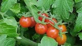 ⟹ Everglades Tomato WILD NATIVE TOMATO FROM FLORIDA CHECK IT OUT ?