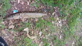 Ψάρεμα στην λίμνη (επιτέλους το έπιασα) #fishing #fish 