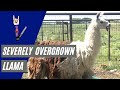 Severely overgrown llama shearing