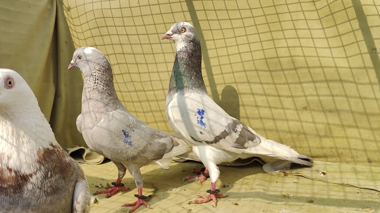 Super kabutar Dubass,Fulsare,Garre,Chapdar kabutar@Sayyed Pigeon Loft-7021412370