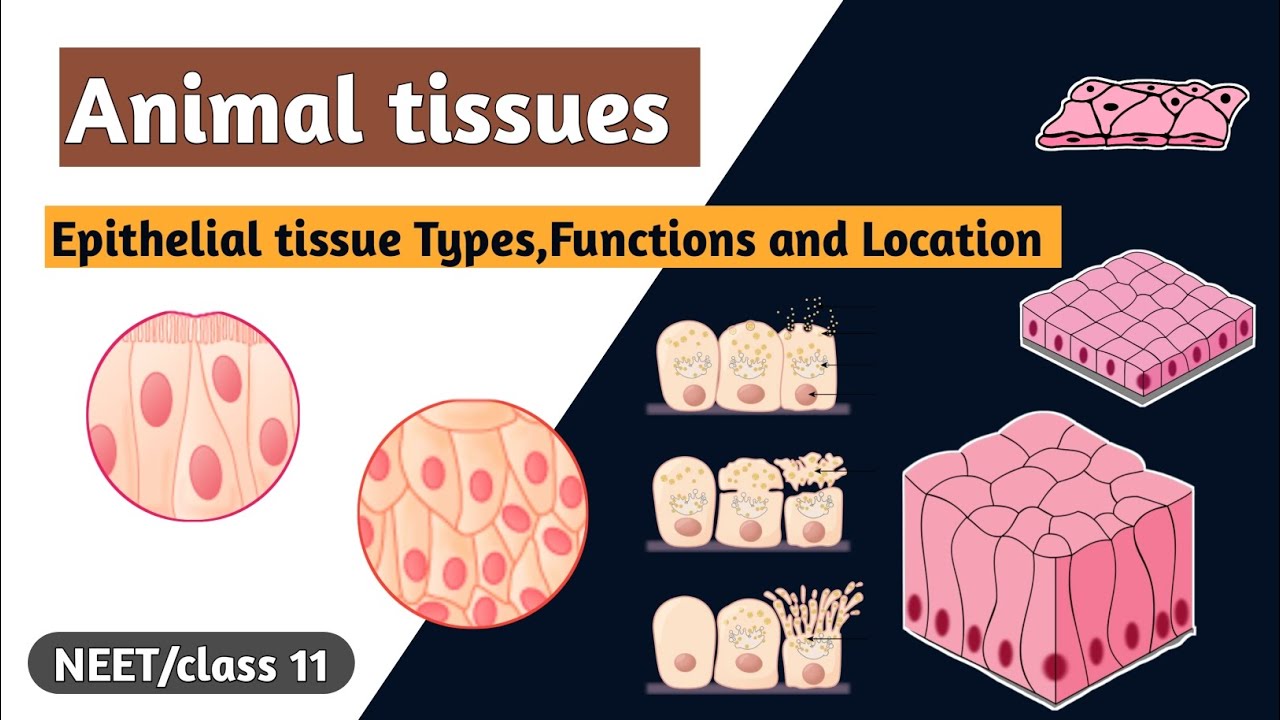 Animal tissues Epithelial tissue Types,Functions and Location Science