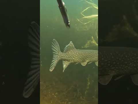 Video: Lake Inari: kalikasan at pangingisda