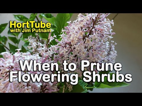 Wideo: Kiedy przycinać kwitnące wiosną krzewy?
