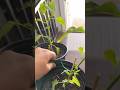 Take care of your plans during the cold weather to ensure they make it #chiltepin #plants #shorts ￼