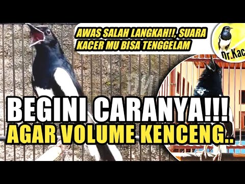 Penyebab Dan Cara Meningkatkan Volume Suara Burung Kacer Menjadi Kencang KACER GACOR TAPI VOLUMENYA KECIL?? | TIPS VOLUME KACER BIAR KENCENG MAKSIMAL | DR KACER - YouTube