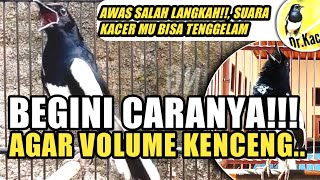 KACER GACOR TAPI VOLUMENYA KECIL?? | TIPS VOLUME KACER BIAR KENCENG MAKSIMAL | DR KACER