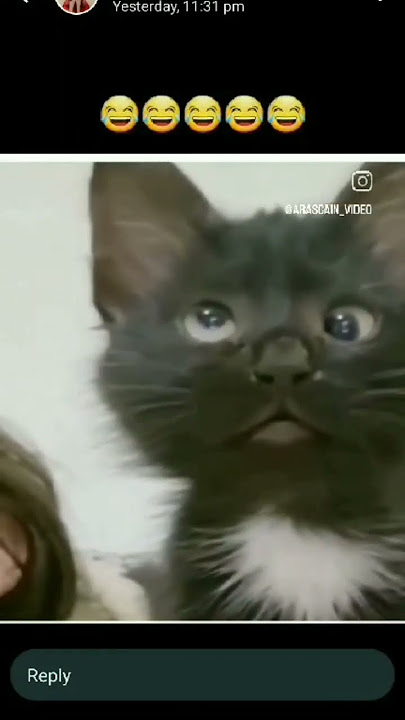 # sweet cat# crying billi#amazing billo#cacat