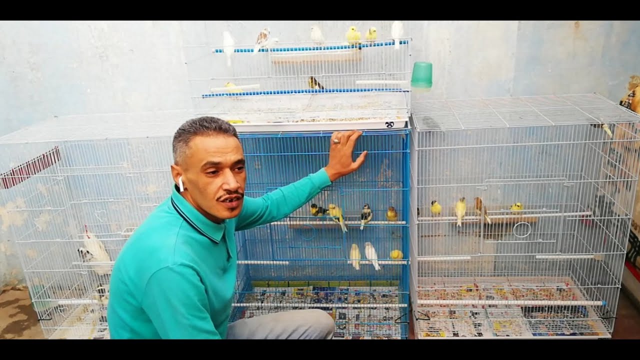 غيار الريش وكيفية التعامل مع طيورك في هذه المرحلة#جلوستر#كناري#canari#gloste#مكناس#meknes#