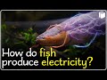How do Fish Produce Electricity? | PuStack