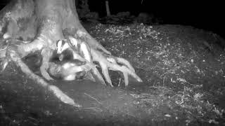 Badger has an itch to scratch