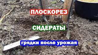 ПЛОСКОРЕЗ ФОКИНА | ПОСЕВ СИДЕРАТА | ГРЯДКИ ОСЕНЬЮ БЕЗ ПЕРЕКОПКИ