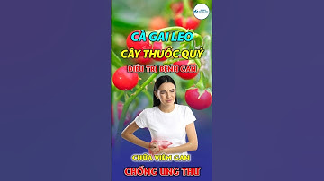 CÀ GAI LEO - CÂY THUỐC QUÝ ĐIỀU TRỊ BỆNH GAN #đôngyquanganh #mộcviệt