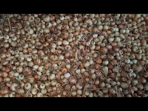 فيديو: كيفية تخزين مجموعات البصل للزراعة