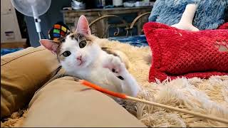 2024-04-13 Micro: Silvervine and Noodlestick time by Kitten Academy 2,542 views 2 weeks ago 5 minutes, 48 seconds