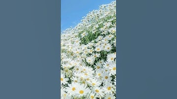 دعاء جميل بصوت القارئ حمزة بوديب 🥀🤲