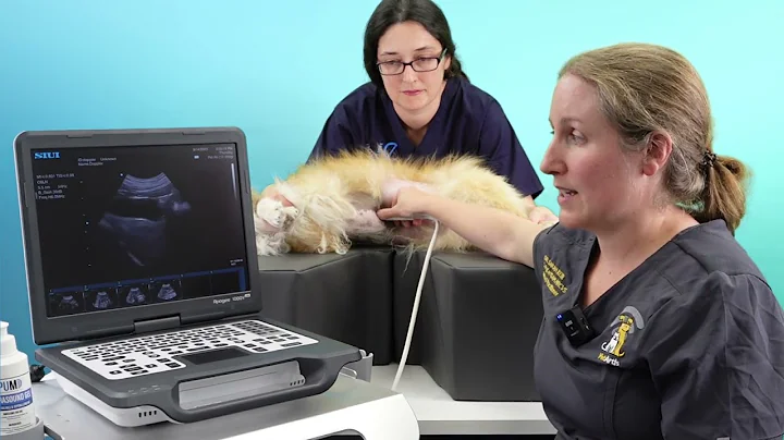 How to perform a basic ultrasound scan of the canine liver