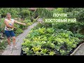 Моя хостовая поляна