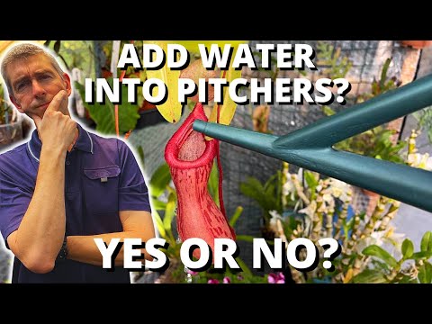 Video: Paano Kumuha ng Mga Pitcher sa Pitcher Plant - Mga Dahilan ng Hindi Gumagawa ng Pitcher Plant