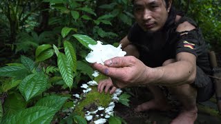Snow white mushrooms - Great food, Wilderness Alone, Episode 89