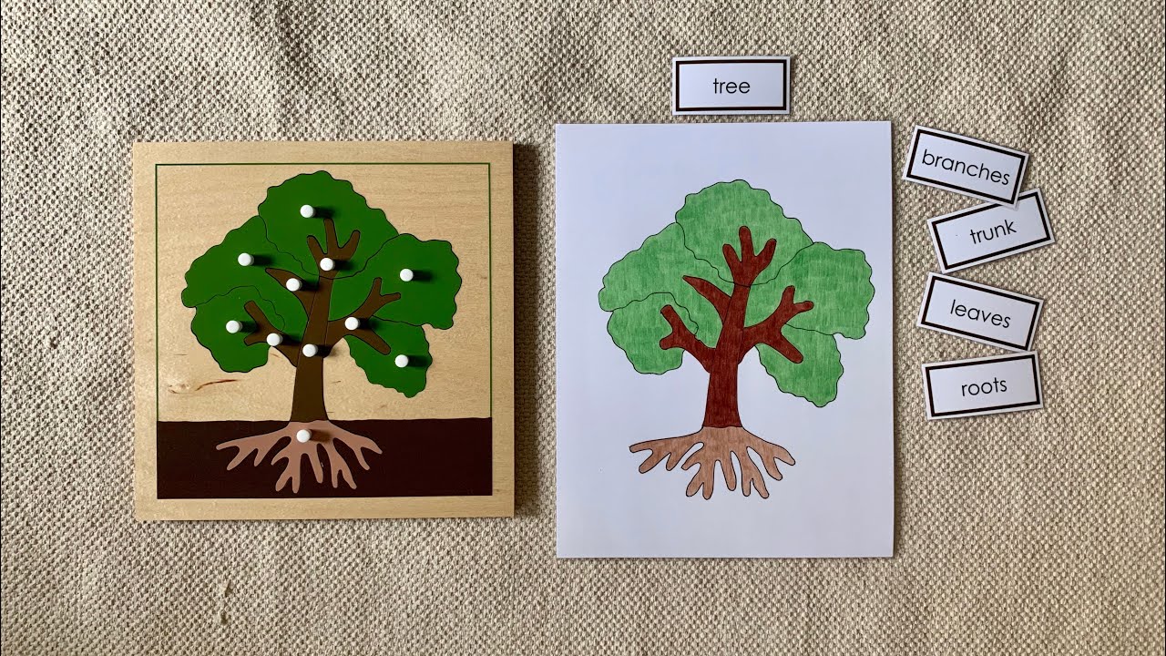 montessori-science-the-parts-of-the-tree-youtube