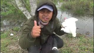 Hutan tempat burung pergam dan burung tekukur mencari makanan