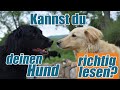 Hunde richtig lesen, Körpersprache verstehen