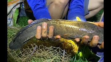 Cắm câu cá lóc #33[ săn cá lóc khủng đầu nguồn thủy lợi za mơ. Tập 1]