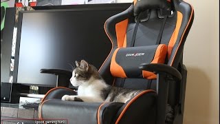 0089 - DXRacer F Series Gaming/Desk Chair review