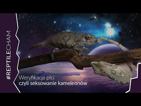 Wideo: 3 sposoby na czyszczenie żółwia lub zbiornika koktajlowego