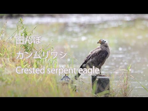 【田んぼ】カンムリワシ Crested serpent eagle