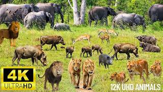 4K African Wildlife: The Great Migration of Wildebeests Across Africa! – Wildebeests Migration