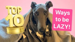 How to be lazy. When you want a LAZY day…watch this GREYHOUND!
