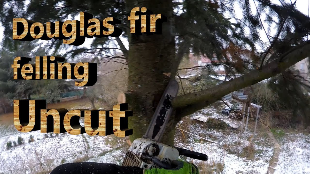 Douglas fir felling uncut - vom ersten Antritt bis zur Spitze - YouTube