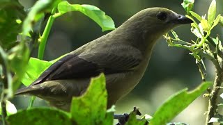 Palm Tanager     Birds of Costa Rica