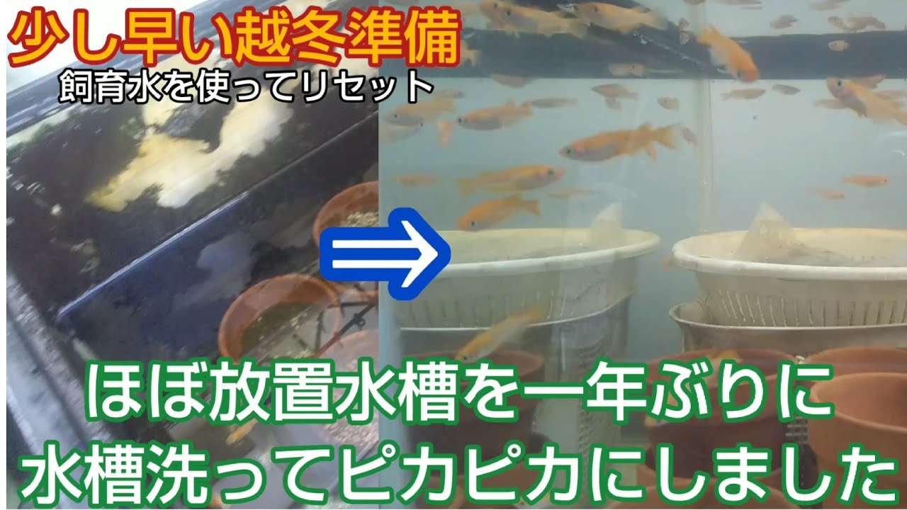 メダカ 屋外 ほぼ放置水槽 赤玉土 ゼオライトを洗ってピカピカにリセットしました 越冬準備 飼育水はそのまま使いました 水温 水合わせなしです 水槽掃除 秋 ９月 Youtube