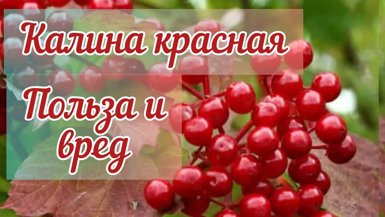 Калина лечебные свойства и противопоказания. Калина красная польза и вред для здоровья. Калина лекарственная. Калина красная польза. Калина красная полезные свойства.