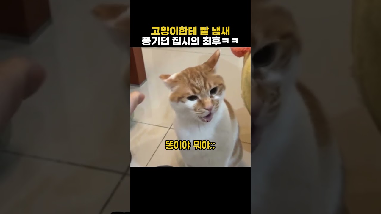 고양이한테 발 냄새 풍기던 집사의 최후ㅋㅋ